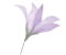 rond du logo
